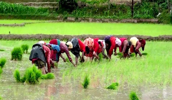 देशभर अहिलेसम्म ५३ प्रतिशत रोपाइँ सम्पन्न