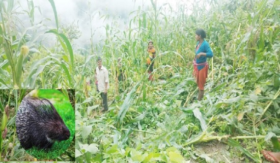 बँदेल र बाँदरबाट बाली जोगाउन किसानलाई मुस्किल