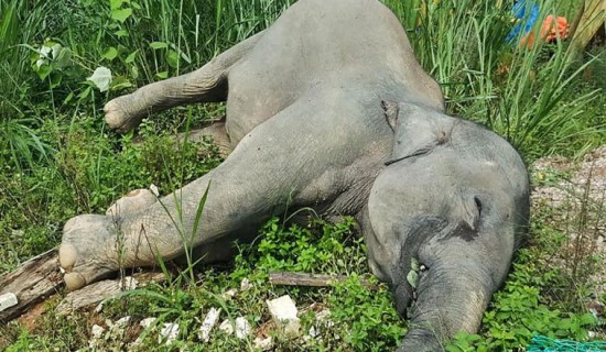 आदर्श सामुदायिक वन क्षेत्रभित्र पोथी हात्ती मृत फेला