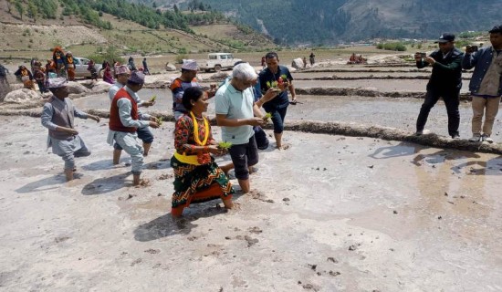 जुम्लाको छुमचौरमा महोत्सव आयोजना गरी मार्सी धान रोपाइँ गरियो