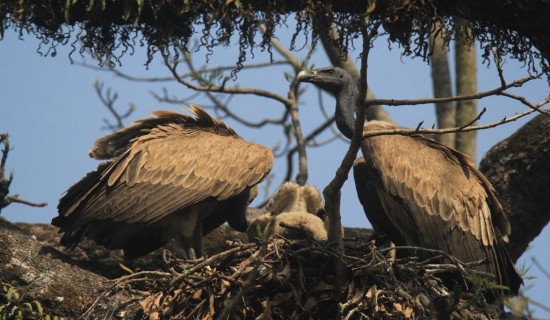 गिद्धका लागि वासस्थान गम्भीर चुनौती बन्दै