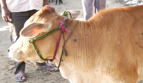 लम्पी स्किन रोग नियन्त्रणतर्फ, सङ्क्रमितमध्ये झण्डै १४ लाख पशुचौपाया निको