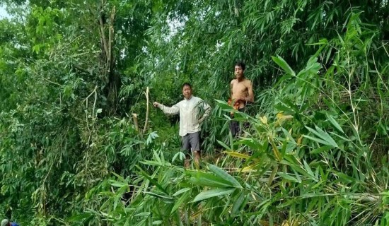 विद्युतीय जोखिम न्यूनीकरण  गर्न श्रमदानद्वारा झाडी हटाइँदै