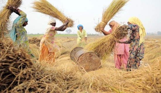 असिनाले ३५५ रोपनीमा लगाएको धान र कोदो नष्ट