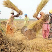 भक्तपुरमा गाईजात्राको रौनक (फोटो फिचर)