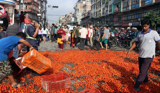 मूल्य नपाएको भन्दै कालिमाटी बजारमा फ्याँकियो गोलभेंडा